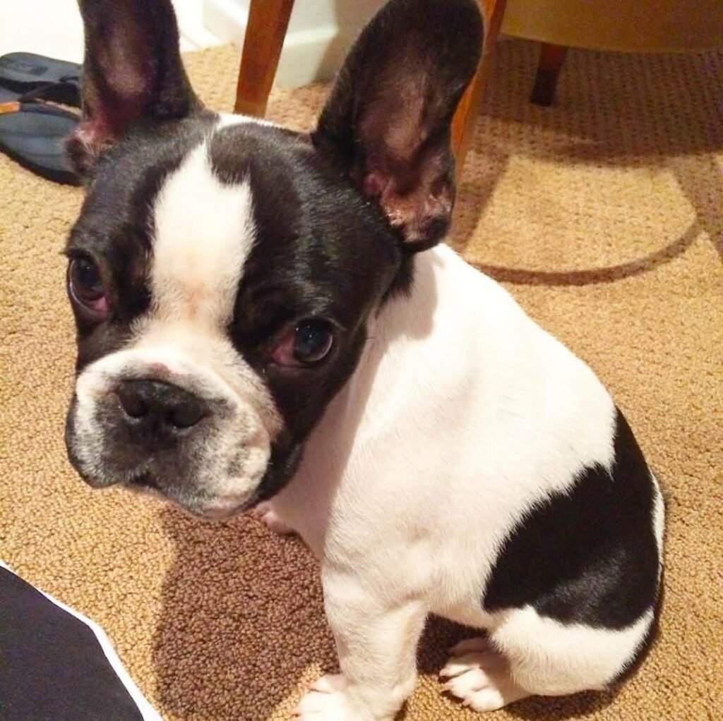 french bulldog