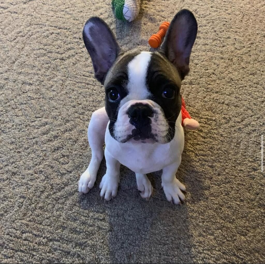 French bulldog